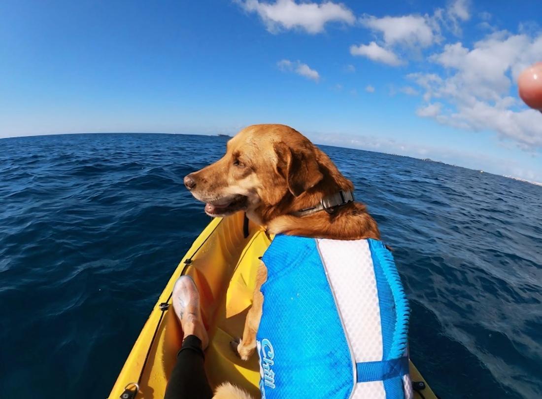 Max, el perro de Gran Azul Tours, en kayak por Palm-Mar