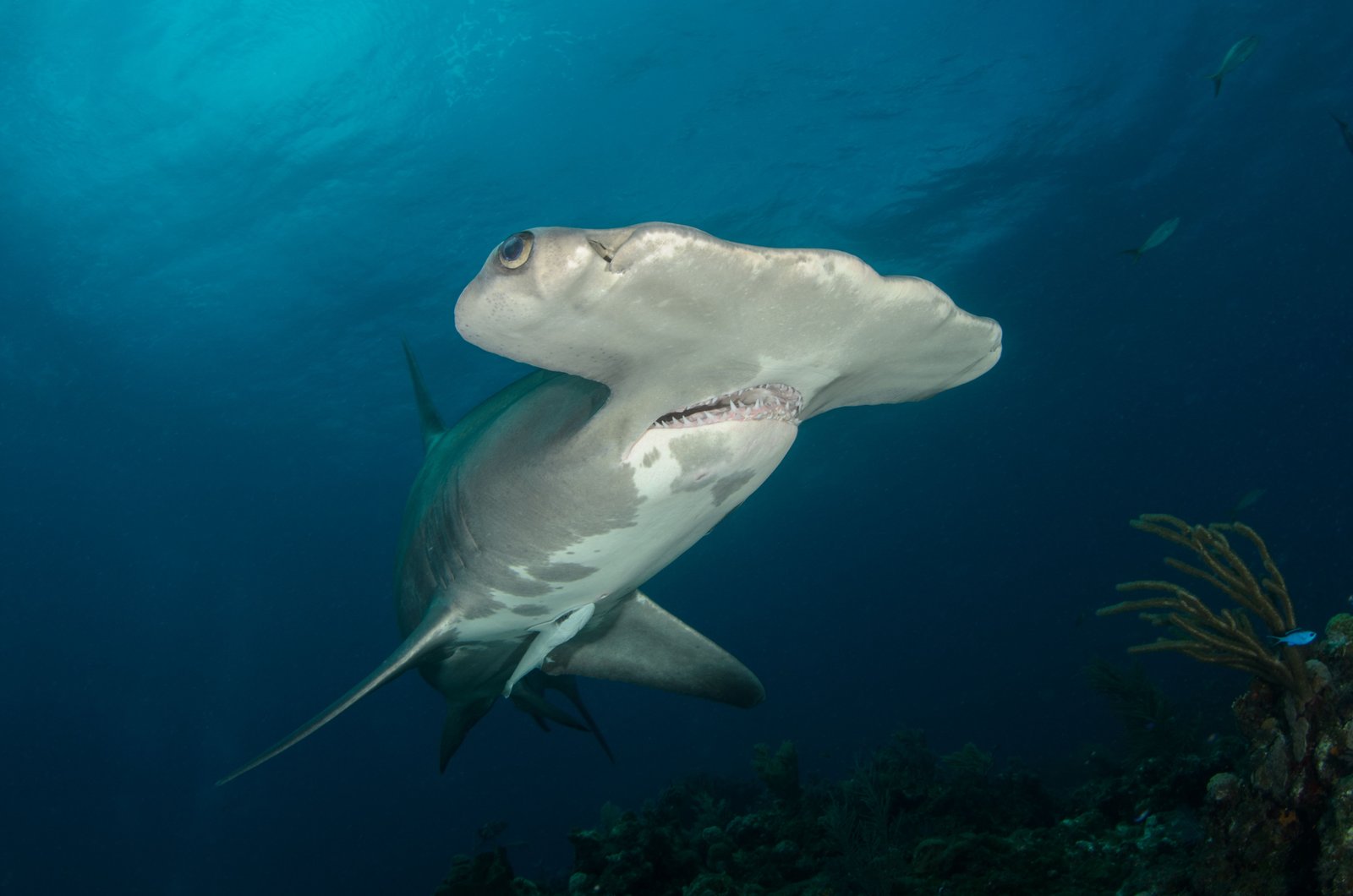 Tiburón martillo — fauna marina del Atlántico cerca de Tenerife