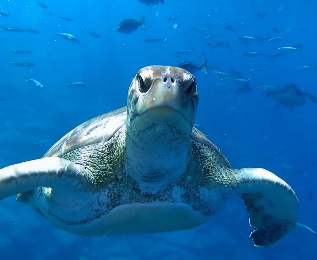 Tortuga marina Tenerife
